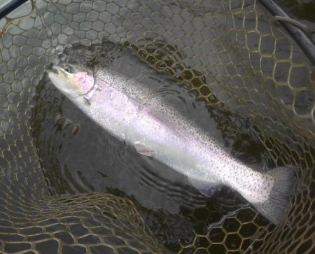 大安トラウトレイク 釣果
